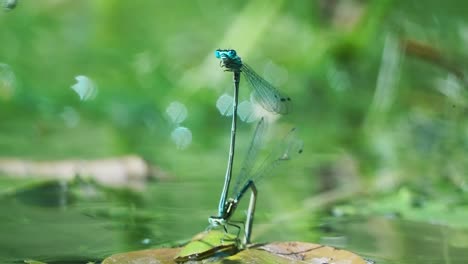 video-of-four-blue-needle-dragonfly-flying-over-the-water