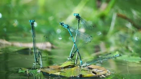 Group-of-Damselfly-blue-dragonfly-mating-attached-to-each-other-on-fallen-leaf-floating-above-water,-two-fly-away,-static-macro-closeup,-day