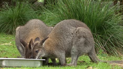 Macropus-giganteus,-Eastern-grey-kangaroo-in-captivity-eating