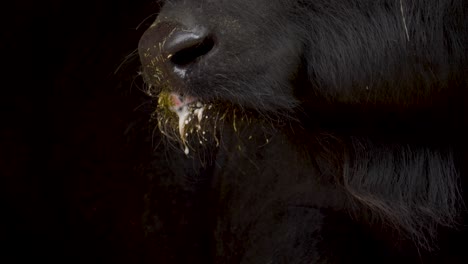 Extreme-close-up-of-the-bad-teeth-of-an-Domestic-buffalo