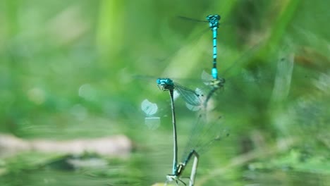 Two-pairs-of-dragonflies-stuck-together-hovering-over-the-pond-in-Texel,-breeding,-pairing---slow-motion