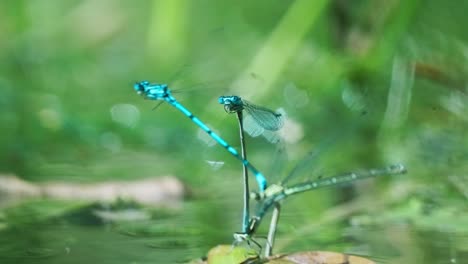 Dragonflies-mating-in-slow-motion,-close-up