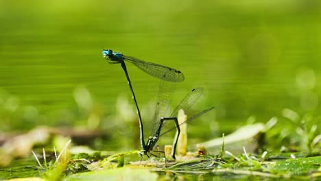 Macro-closeup-of-two-blue-dragonfly-mating-attached-to-each-other,-shallow-depth-of-field,-static