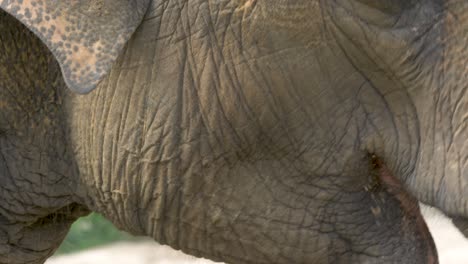 Close-up-of-the-expressions-of-a-grieving-elephant