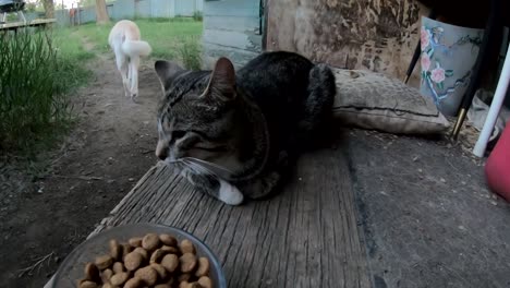 Tabby-cat-chilling-in-front-of-a-bowl-of-dog-food-on-the-porch-in-the-backyard-of-a-house