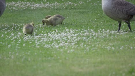 Close-up,-family-of-Canada-Goose-and-Goslings-eating-on-grass-lawn-with-flowers