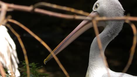 Langzeitporträt-Des-Australischen-Pelikans-Inmitten-Eines-Dunklen-Waldhintergrunds