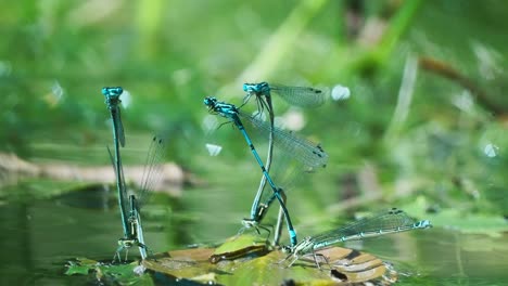 Group-Of-Common-Blue-Damselflies-In-Mating-Wheel-Pose-On-Leaf-Above-Water