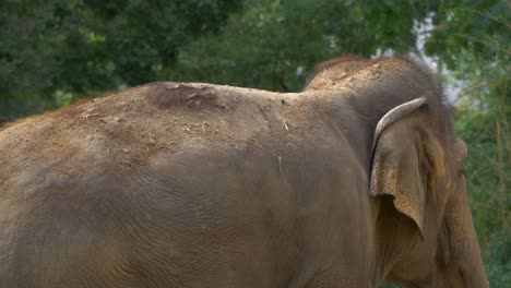 Zeitlupe-Eines-Asiatischen-Elefanten,-Der-Dreck-Wirft,-Um-Die-Haut-Vor-Dem-Austrocknen-Zu-Schützen,-übliches-Elefantenverhalten