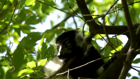 Black-and-white-ruffed-lemur-sitting-in-a-tree-on-a-sunny-day-in-Madagascar