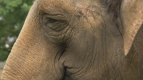 Extreme-close-up-tracking-shot-of-the-eye-of-an-Asian-elephant