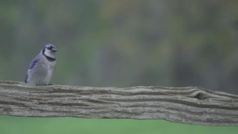 Isolated-Portrait-Of-A-Perched-Blue-Jay,-Beautiful-Songbird-Of-Canada