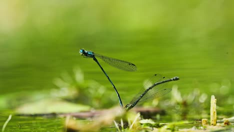 Female-Damselfly-Laying-Eggs-In-The-Water,-Male-Continues-To-Hold-The-Female-With-His-Claspers