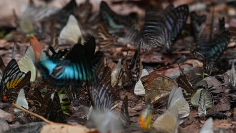 Assorted-coloured-butterflies-feeding-on-minerals-on-the-forest-ground-while-others-white-butterflies-fly-around,-Kaeng-Krachan-National-Park,-Thailand