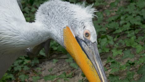 Nahaufnahme-Eines-Großen-Pelikans,-Der-Den-Kopf-Mit-Der-Pfote-Kratzt
