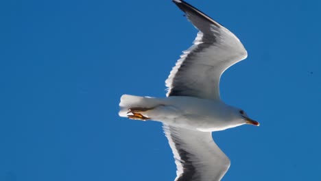Vögel,-Die-In-Den-Himmel-Vor-Blauem-Himmelshintergrund-Fliegen,-Aufnahmen-Von-Weißen-Vögeln