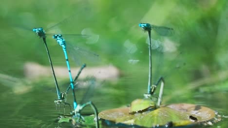 Blue-Damselfly-Laying-Eggs-On-Pond-With-Green-Water-Plants-Against-Bokeh-Backdrop