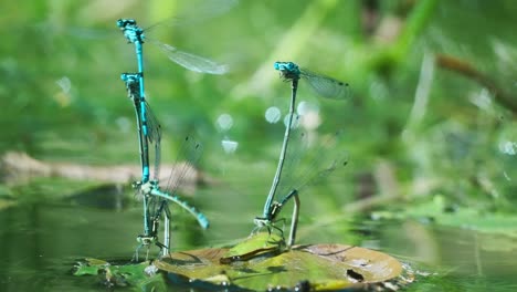 Flying-Common-Blue-Damselfly-In-Mating-Wheel-Pose-On-Leaf-Above-Water