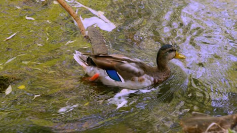 Beautiful-juvenile-young-blue-tailed-mallard-duck-looking-for-food-to-eat-then-swims-away-in-green-Ogden-River-water-stream-at-the-end-of-summer