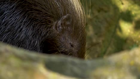 Cape-porcupine-hiding-behind-rock,-gnawing---Long-closeUp