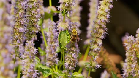Anise-Hyssop-flower-plants-with-bumble-and-honey-bees-pollinating-all-the-way-from-the-bottom-of-plant-to-top-and-around,-in-wide-semi-close-shot