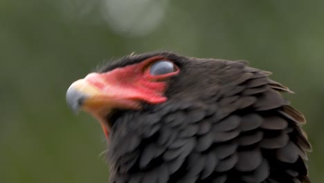 Close-up-profile-view-of-a-full-grown-Bateleur-