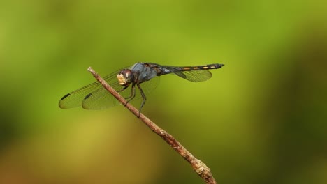 Dragonfly-Eating-a-small-Insect-