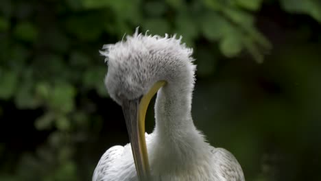 Nahaufnahmeporträt-Des-Großen-Pelikans,-Der-Seine-Federn-Pflegt---Zeitlupe