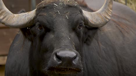 Eye-contact-with-a-beautiful-Domestic-buffalo