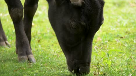 Close-up-of-a-young-Indonesian-Buffalo-aka-Anoa-Eating-Grass-in