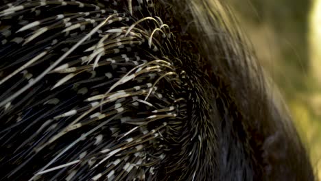 CloseUp-of-large-black-and-white-stiletto-like-Quills-of-Cape-porcupine