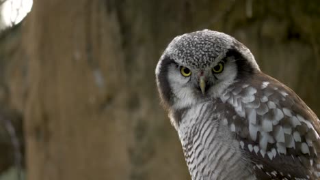 Close-portrait-of-the-stunning-Northern-hawk-owl-.-Canada