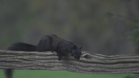 Porträt-Eines-Neugierigen-Schwarzen-Eichhörnchens,-Das-Auf-Einem-Rustikalen-Holzzaun-Sitzt