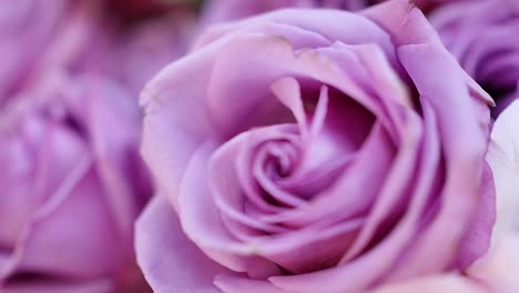 Schöner-Rosa-Pfingstrosenblumenstraußhintergrund