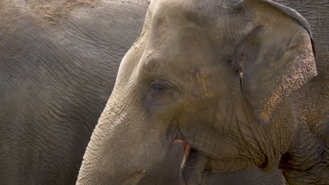 Close-up-of-a-dehydrated-Asian-elephant-screaming-and-suffering-in-the-hot-sun