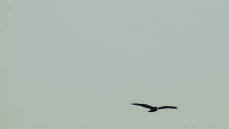 The-western-marsh-harrier-flying-and-gliding-over-cloudy-sky-in-Texel,-Netherlands,-slow-motion