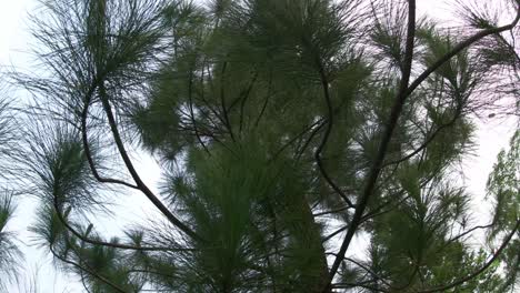 POV-under-the-pine-tree-during-the-day
