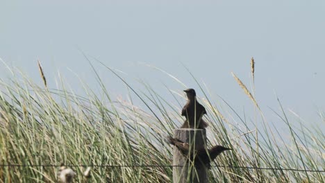 Two-common-starling-birds-sitting-on-wooden-pole-in-front-of-high-grass-landscape,-day