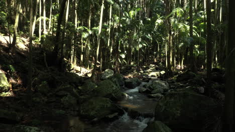 Tropischer-Dichter-Regenwald-Mit-Einem-Felsigen-Flussstrom-In-Australien