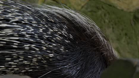 Black-Cape-porcupine-with-banded-defensive-Quills-scavenging---closeUp