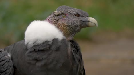 Portrait-CloseUp-of-Andean-Condor-Bird-of-prey-looking-around