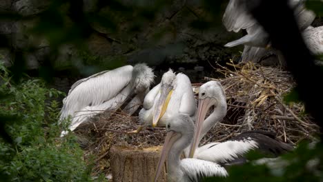 Großes-Nest-Verschiedener-Pelikanarten-In-Gefangenschaft---Totale