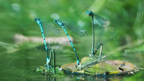 View-Of-Common-Blue-Dragonfly-Damselfly-In-Mating-Wheel-Pose-Against-Bokeh-Background