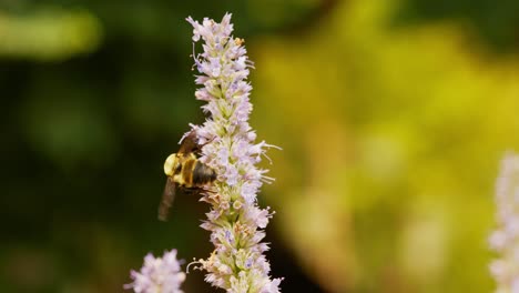 Ein-Bienenanis