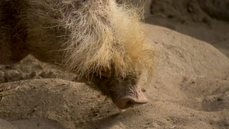 Close-up-portrait-of-a-Bearded-pig-turning-its-head-towards-the-camera-in-slow-motion