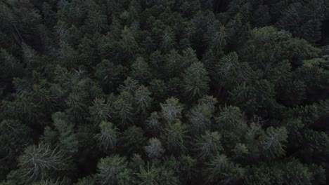 Aerial-top-down-drone-over-dark-evergreen-forest-slow-move-soft-angle-4K