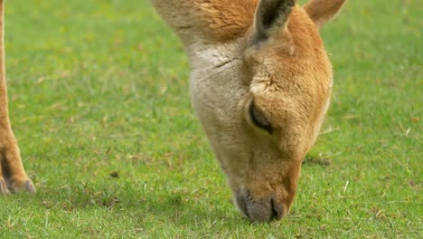 Close-up-of-a-brown-adult-Alpaca-feeding-on-green-grass