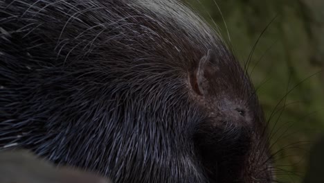 Portrait-closeUp-of-Cape-porcupine-face,-munching---Long-Shot