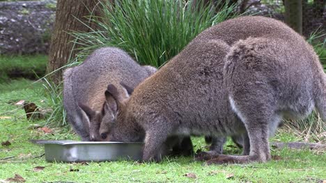 Three-Eastern-grey-kangaroo-in-captivity-eating