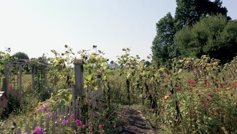 5k-Pfanne-In-Blumen-Auf-Der-Farm